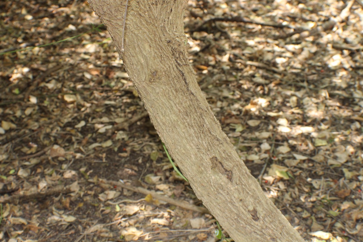 Vachellia planifrons (Wight & Arn.) Ragup., Seigler, Ebinger & Maslin